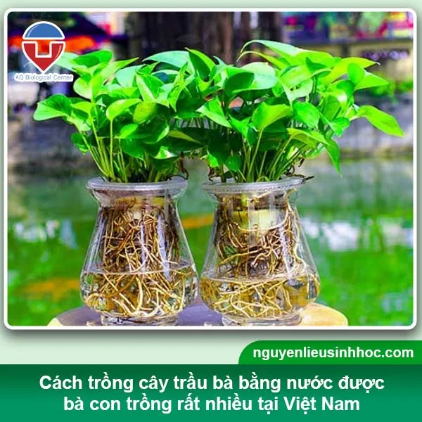 Cây Trầu Bà xanh tươi, phát triển khỏe mạnh trong chậu thủy tinh