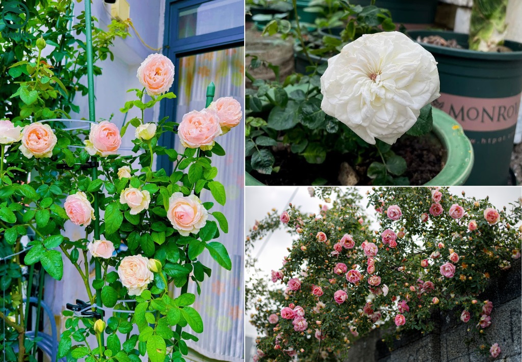 Kỹ Thuật Cách Trồng Hoa Hồng Tỉ Muội Bằng Hạt Hiệu Quả Nhất Cho Người Mới Kỹ Thuật Cách Trồng Hoa Hồng Tỉ Muội Bằng Hạt Hiệu Quả Nhất Cho Người Mới