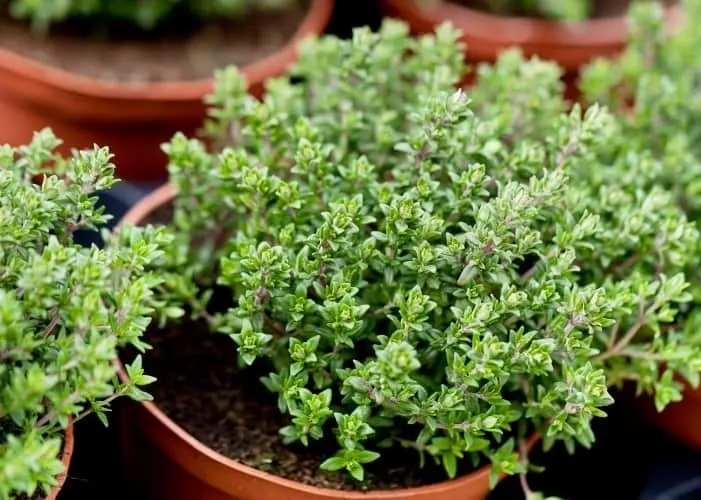Cỏ xạ hương là loại thảo mộc được sử dụng rộng rãi trong ẩm thực, dược liệu và trang trí