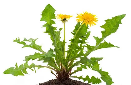 Cây Bồ Công Anh Trưởng Thành Và Phương Pháp Trồng