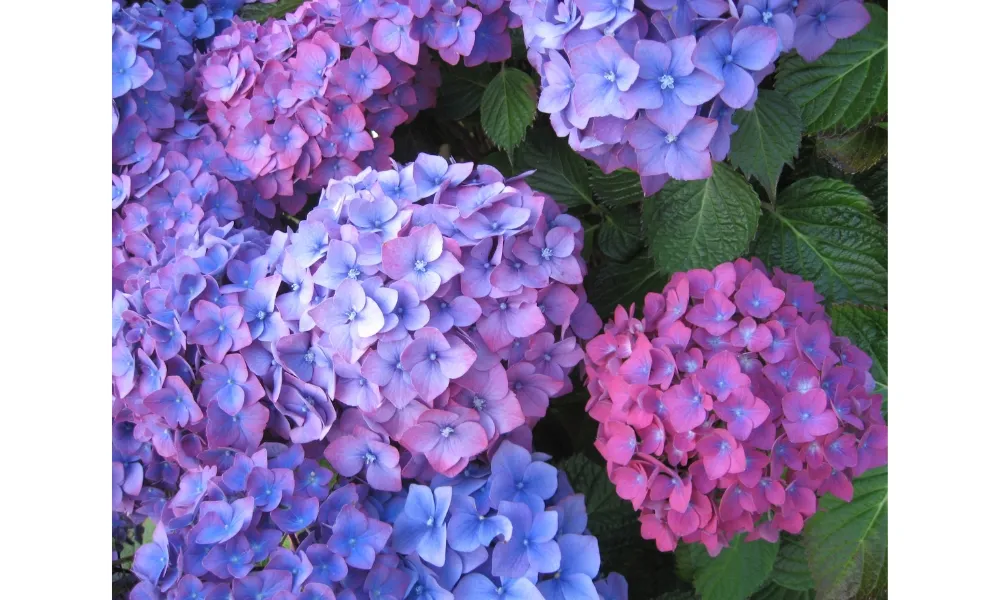 Cánh hoa cẩm tú cầu kết hợp tạo thành hình cầu tròn