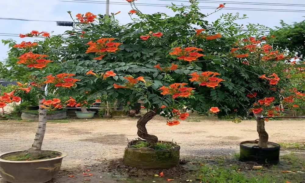 Giá trị thẩm mỹ và đặc điểm hình thái của hoa Đăng Tiêu với sắc cam đỏ rực rỡ