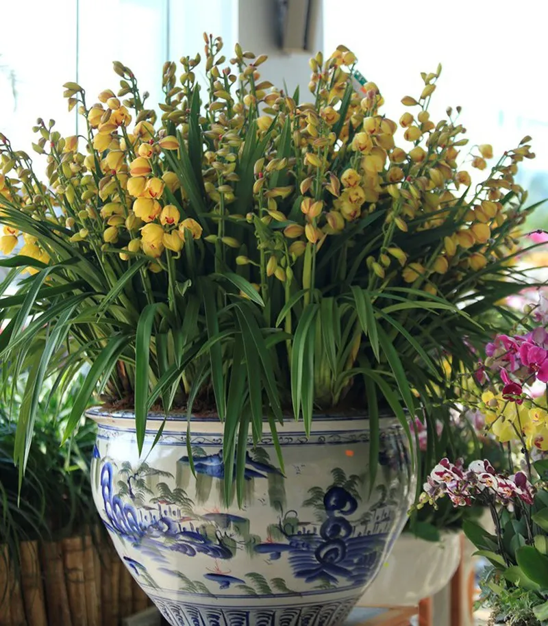 Địa Lan Santo là gì? Giới thiệu tổng quan về giống lan quý