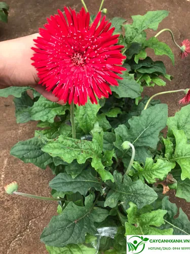Cách Trồng Hoa Đồng Tiền Cổ Đạt Hiệu Quả Cao Và Chăm Sóc Đúng Kỹ Thuật Hoa đồng tiền cổ màu đỏ tươi
