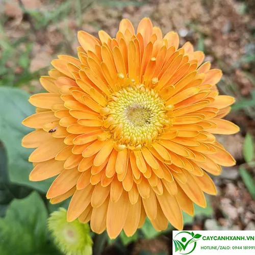 Cách Trồng Hoa Đồng Tiền Cổ Đạt Hiệu Quả Cao Và Chăm Sóc Đúng Kỹ Thuật Cây đồng tiền cổ màu hoa vàng