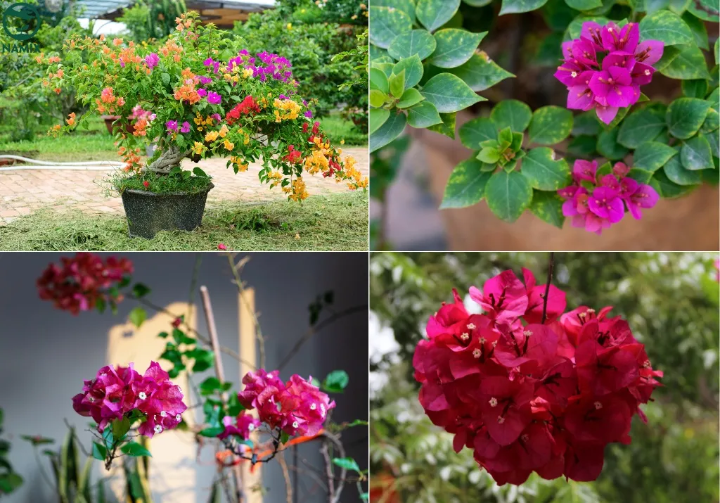 Cây hoa giấy khỏe mạnh với cành lá xanh tươi và những chùm hoa rực rỡ