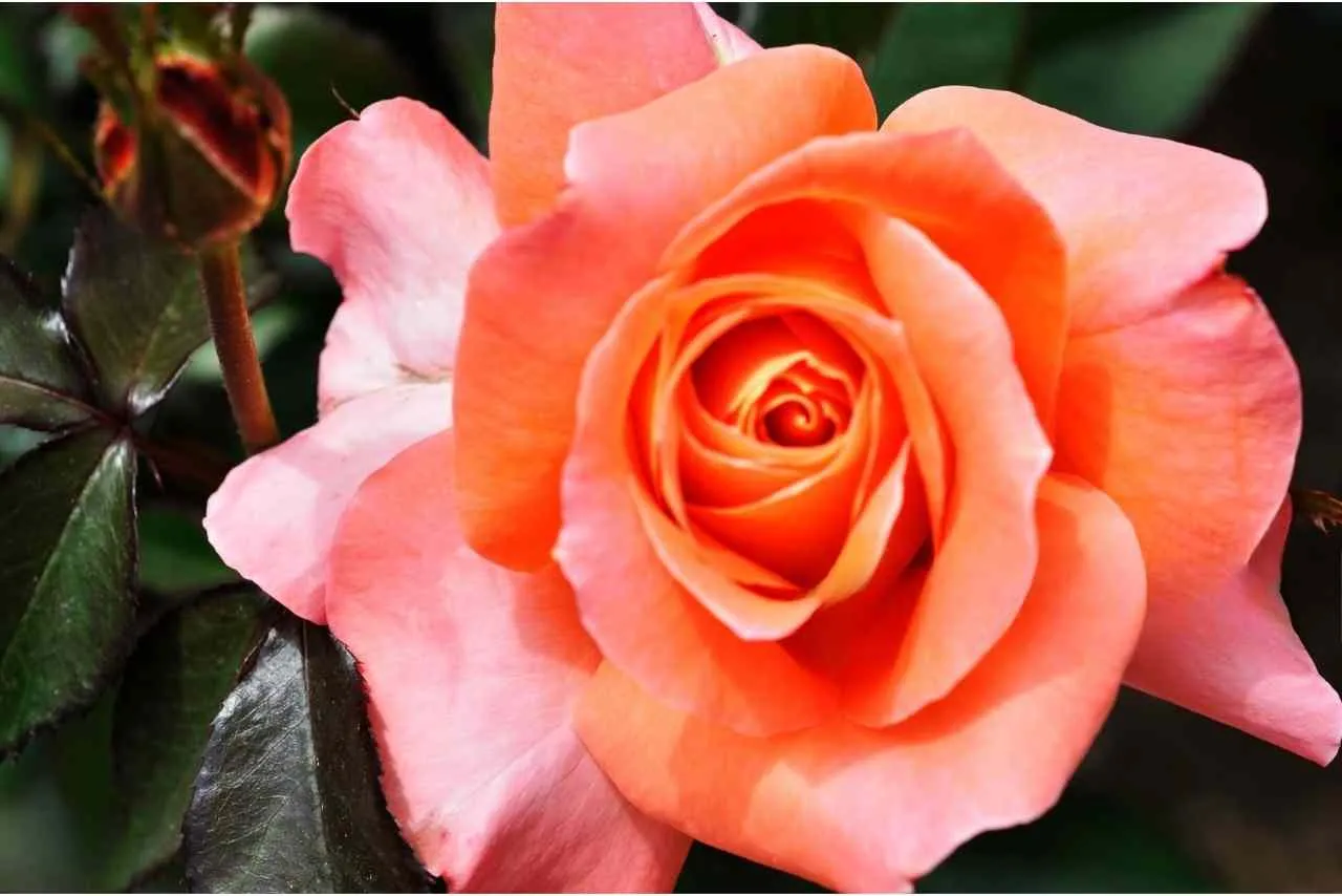 Hoa hồng cam nở rộ với cánh kép dày, biểu tượng của tình yêu và niềm tin trong vườn nhà Việt Nam.