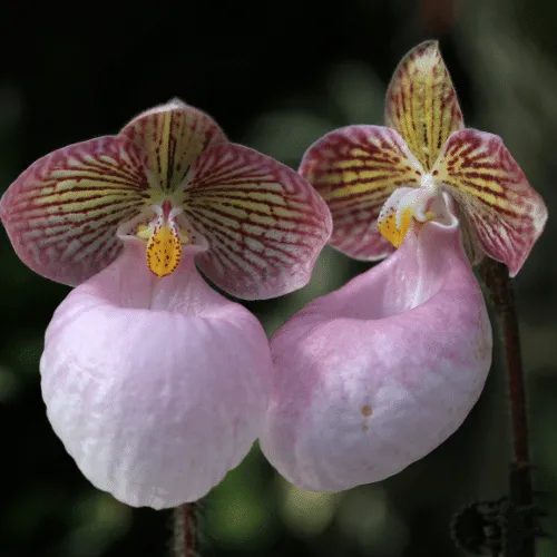 Chân dung cận cảnh hoa Lan Hài Mốc Hồng đang khoe sắc