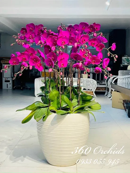 Lan hồ điệp mãn thiên hồng màu tím lãng mạn, hình ảnh minh họa cách trồng hồ điệp mãn thiên hồng tại nhà