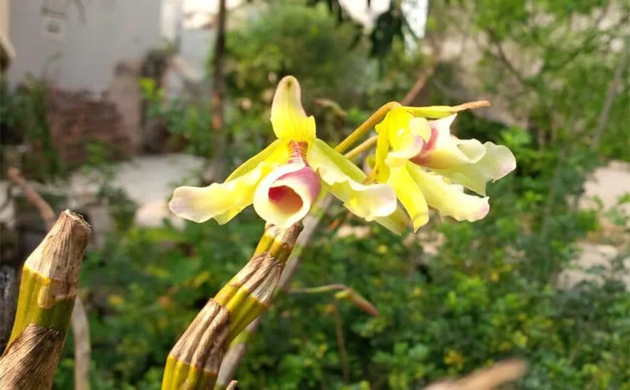 Cách Chăm Sóc Hoa Lan Mới Trồng Chi Tiết Từ Chuyên Gia Vũ Garden hoa lan hoàng thảo xoắn vàng