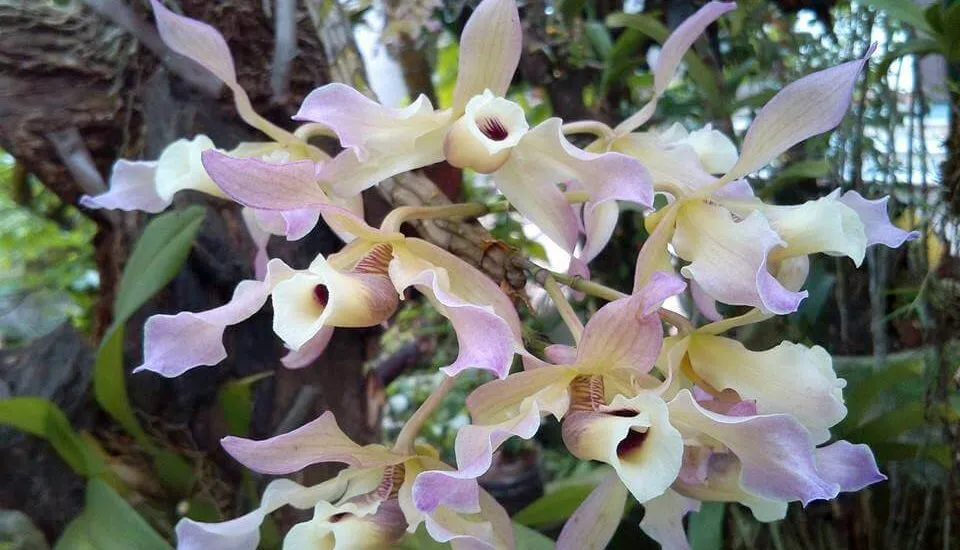 Cách Chăm Sóc Hoa Lan Mới Trồng Chi Tiết Từ Chuyên Gia Vũ Garden mặt hoa lan hoàng thảo xoắn