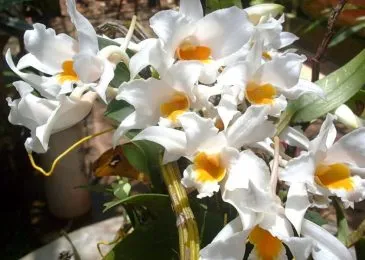 lan hoàng thảo xoắn đẹp