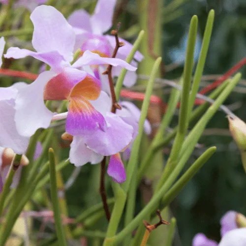 hoa lan Vanda lá kim nở rộ