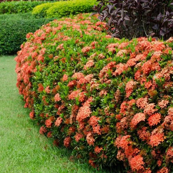 Cách Trồng Cây Hoa Mẫu Đơn Đỏ Từ A Đến Z Cho Người Mới Bắt Đầu Tường hoa mẫu đơn đỏ