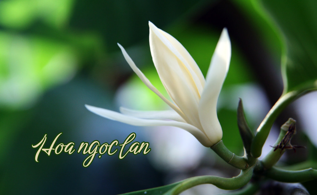 Cách Trồng Trầm Tím Đạt Chuẩn Để Hoa Nở Rộ