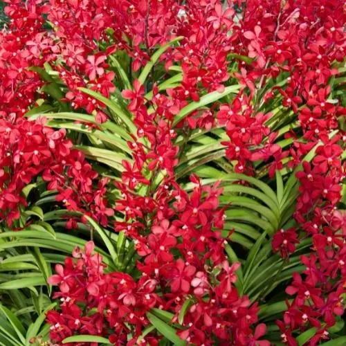 Cây lan Mokara được trồng và chăm sóc trong môi trường vườn chuyên nghiệp