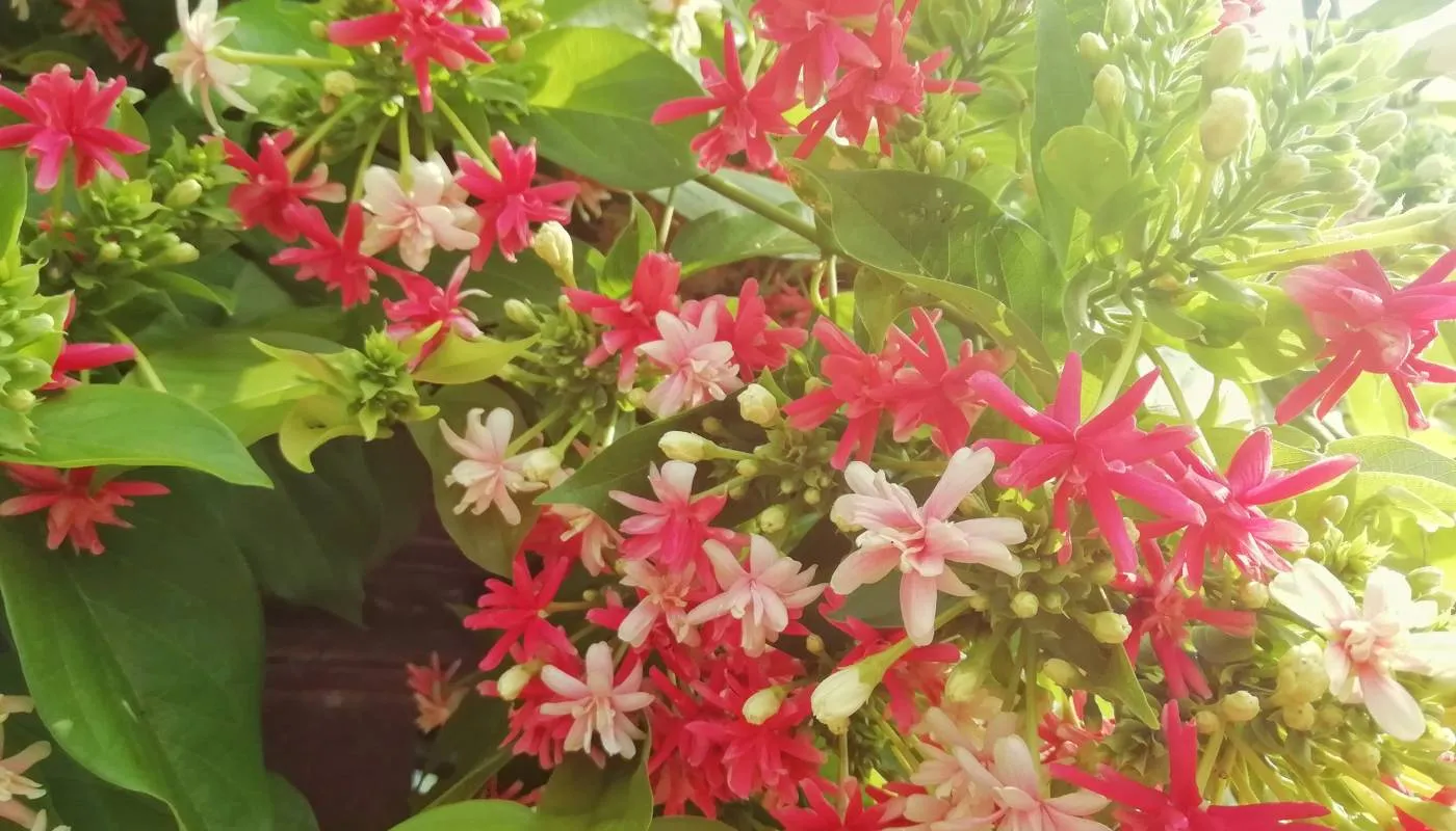 Cách Trồng Và Chăm Sóc Hoa Sử Quân Tử Toàn Diện Từ A Đến Z Hoa sử quân tử có mấy loại