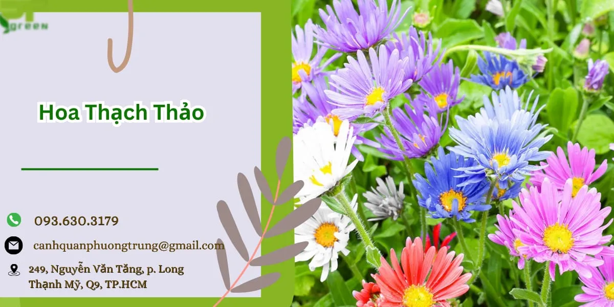 Vẻ đẹp dịu dàng và đa dạng màu sắc của hoa Thạch Thảo