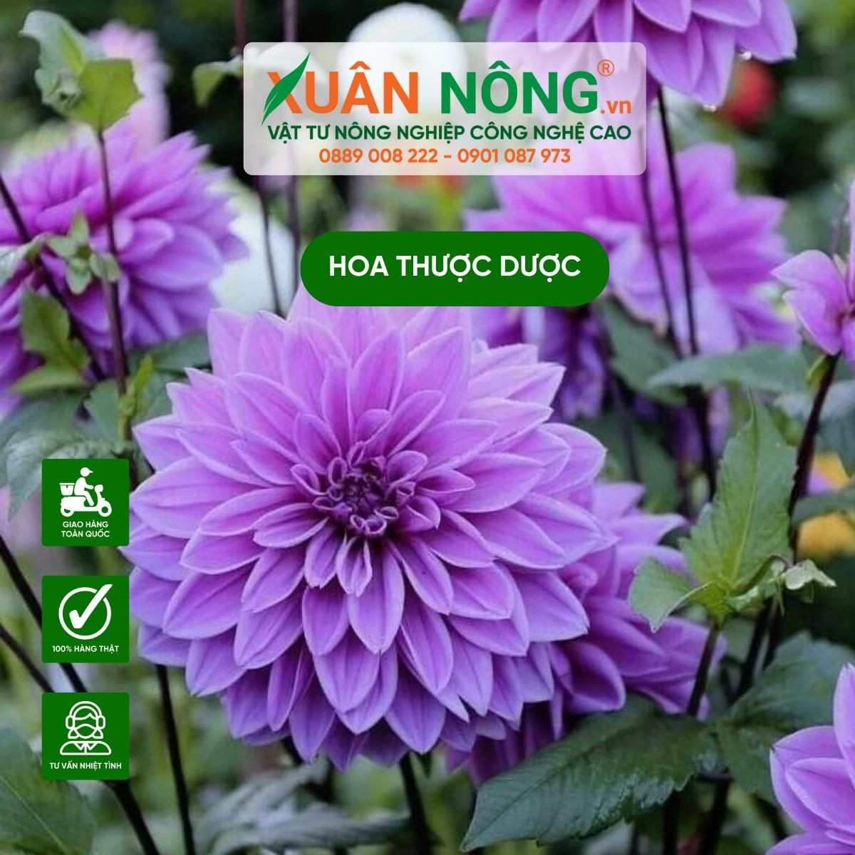 Cách Trồng Hoa Thược Dược Trong Chậu: Hướng Dẫn Chi Tiết Để Có Vườn Hoa Đẹp