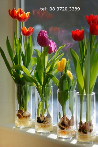 Cách Trồng Hoa Tulip Bằng Củ: Hướng Dẫn Chi Tiết Từ A Đến Z