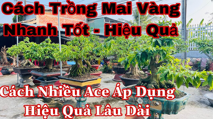Cách Trồng Bông Hướng Dương: Hướng Dẫn Kỹ Thuật Đạt Hiệu Quả Cao Cách Trồng Bông Hướng Dương: Hướng Dẫn Kỹ Thuật Đạt Hiệu Quả Cao