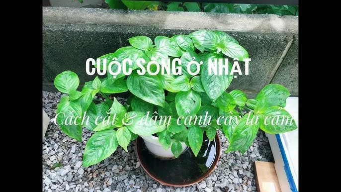 Hướng dẫn chi tiết cách trồng cây nếp cẩm tại nhà đạt hiệu quả cao