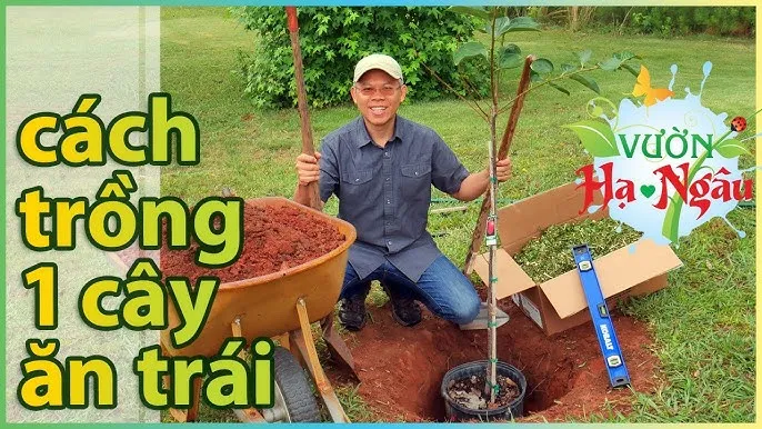 Hình ảnh minh họa quá trình nảy mầm của hạt ổi, một bước quan trọng trong cách trồng phôi ổi