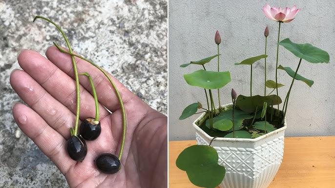 Cách Trồng Sen Mini Bằng Hạt Tại Nhà Chi Tiết Cho Người Mới Bắt Đầu Cách Trồng Sen Mini Bằng Hạt Tại Nhà Chi Tiết Cho Người Mới Bắt Đầu