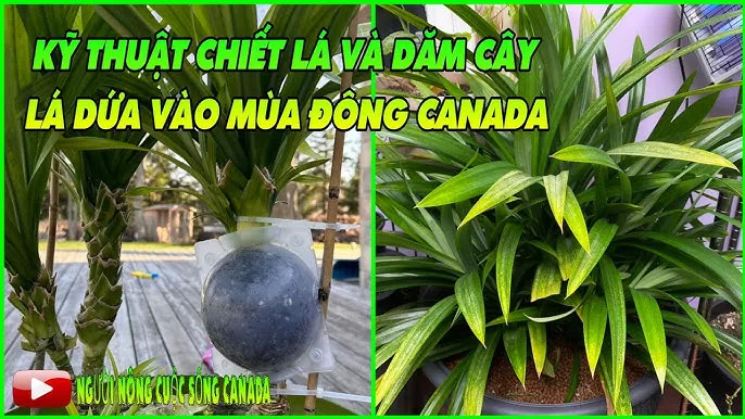 Cây la dong khỏe mạnh với những chiếc lá xanh mướt, rộng bản, minh họa cho cách trồng và chăm sóc cây la dong đạt chất lượng cao