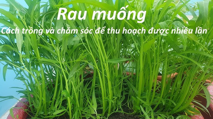 Cách Trồng Rau Muống Bằng Cây: Hướng Dẫn Chi Tiết Từ A Đến Z Cho Năng Suất Cao