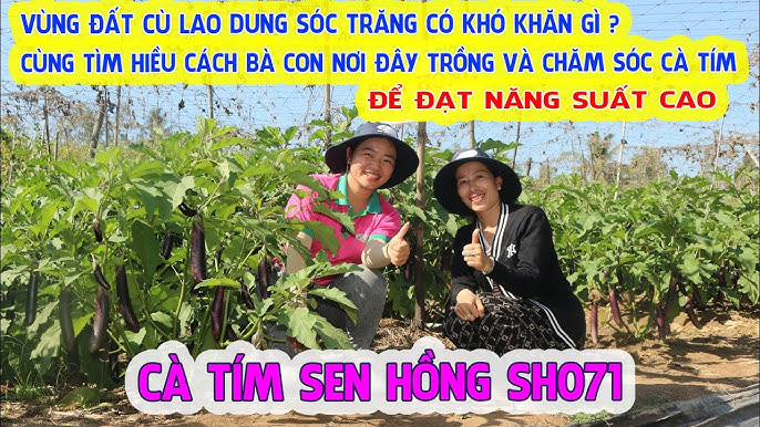 Cách Trồng Và Chăm Sóc Cây Cà Chua Đạt Năng Suất Cao Nhất