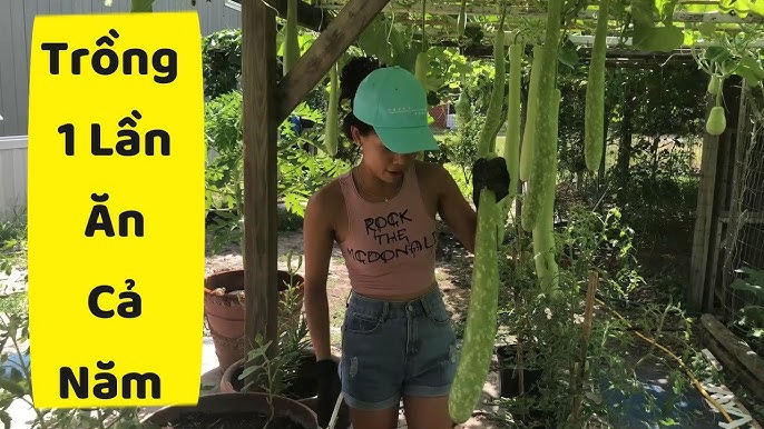 Cách Trồng Cây Bầu Đạt Năng Suất Cao Tại Nhà