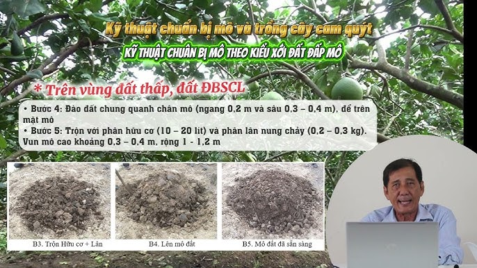 Kỹ Thuật cách trồng cây cherry tại việt nam Chuẩn Xác Nhất Từ Chuyên Gia