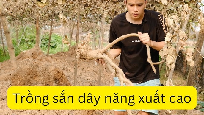 Cách Trồng Củ Sắn Dây Đạt Năng Suất Cao, Củ Siêu To Khổng Lồ Tại Vườn Nhà Cách Trồng Củ Sắn Dây Đạt Năng Suất Cao, Củ Siêu To Khổng Lồ Tại Vườn Nhà