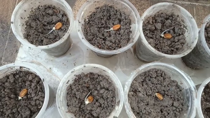 Cách Trồng Mướp Đắng Bằng Hạt: Hướng Dẫn Gieo Trồng Và Chăm Sóc Chi Tiết Cách Trồng Mướp Đắng Bằng Hạt: Hướng Dẫn Gieo Trồng Và Chăm Sóc Chi Tiết