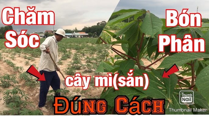 Cách Trồng Mì Đạt Năng Suất Cao Cho Người Mới