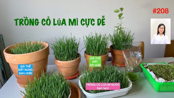 Hướng Dẫn Cách Trồng Cỏ Lúa Mì Thành Công Tại Nhà Từ A Đến Z