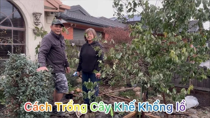 Cây khế mới trồng và cách trồng phôi cây khế ra rễ nhanh