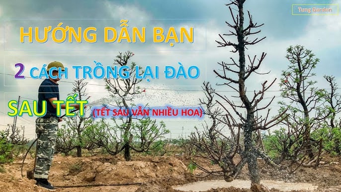 cách trồng đào trong chậu chơi tết: Hướng Dẫn Kỹ Thuật Chi Tiết Từ A Đến Z