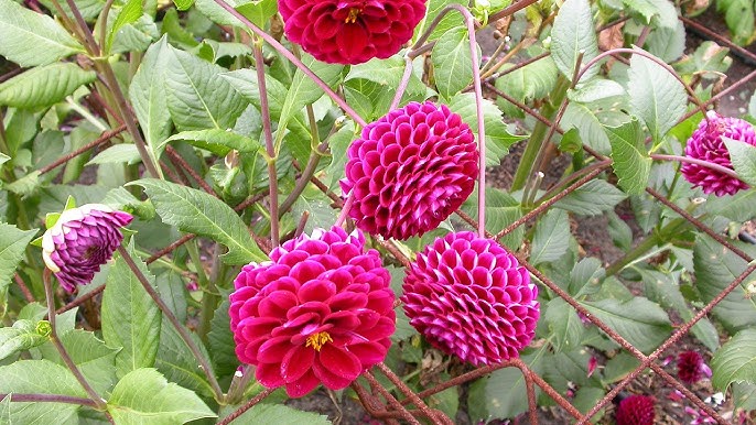 Cách Trồng Hoa Thược Dược Lùn Đúng Kỹ Thuật Cho Người Mới