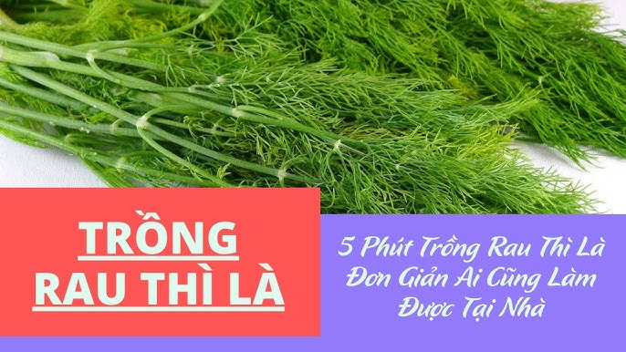 Cách Trồng Dưa Lưới Ruột Vàng Tại Nhà Chi Tiết Cho Năng Suất Cao Nhất Cách Trồng Dưa Lưới Ruột Vàng Tại Nhà Chi Tiết Cho Năng Suất Cao Nhất