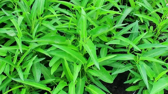 Cách Trồng Rau Muống Nhanh Lớn Tại Nhà Đạt Năng Suất Cao Nhất