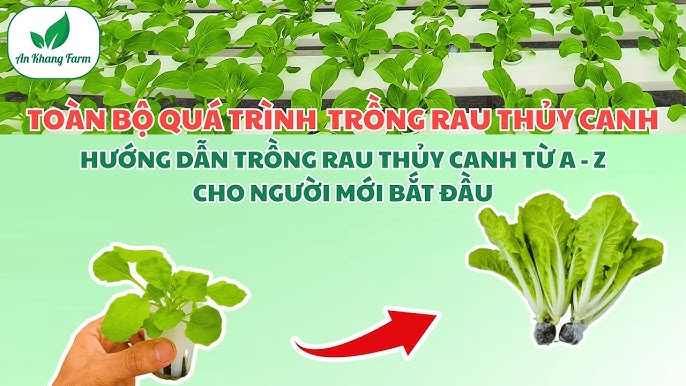 Cách Trồng Cây Khổ Qua Từ Hạt: Hướng Dẫn Chi Tiết A-Z Cho Người Mới Cách Trồng Cây Khổ Qua Từ Hạt: Hướng Dẫn Chi Tiết A-Z Cho Người Mới