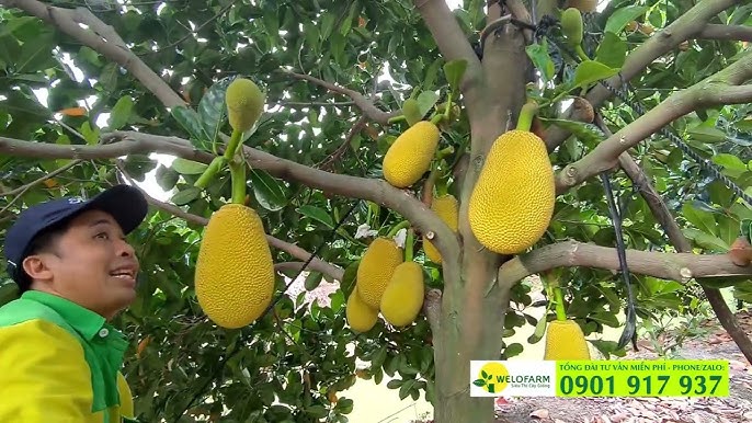 Cách Trồng Cây Hồng Xiêm Ruột Đỏ: Kỹ Thuật Từ A Đến Z