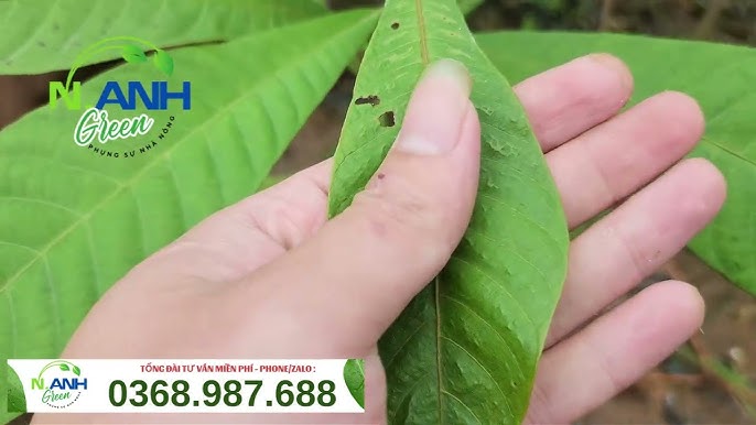 Cách Trồng Cây Hồng Xiêm Ruột Đỏ: Kỹ Thuật Từ A Đến Z Cách Trồng Cây Hồng Xiêm Ruột Đỏ: Kỹ Thuật Từ A Đến Z