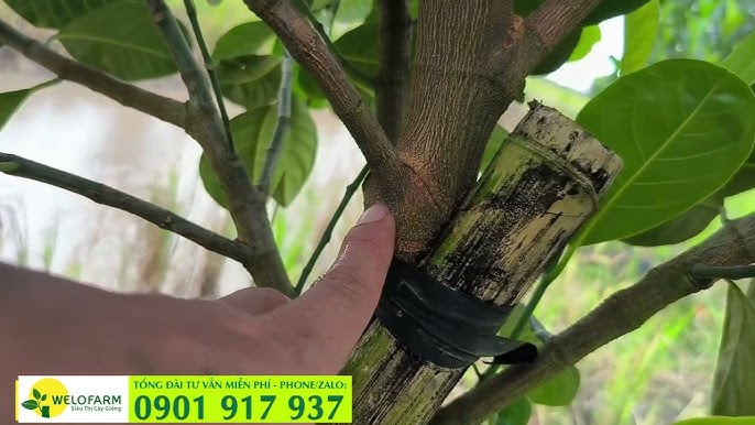 Cách Trồng Cây Hồng Xiêm Ruột Đỏ: Kỹ Thuật Từ A Đến Z Cách Trồng Cây Hồng Xiêm Ruột Đỏ: Kỹ Thuật Từ A Đến Z