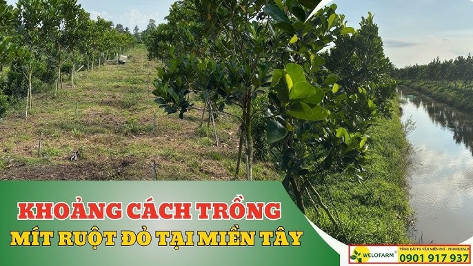 Cách Trồng Cây Hồng Xiêm Ruột Đỏ: Kỹ Thuật Từ A Đến Z Cách Trồng Cây Hồng Xiêm Ruột Đỏ: Kỹ Thuật Từ A Đến Z