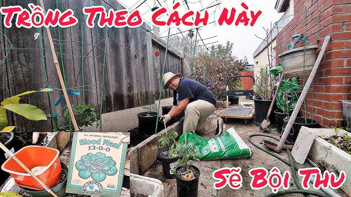 Cách Trồng Cà Chua Thân Gỗ Trong Chậu Đạt Năng Suất Cao