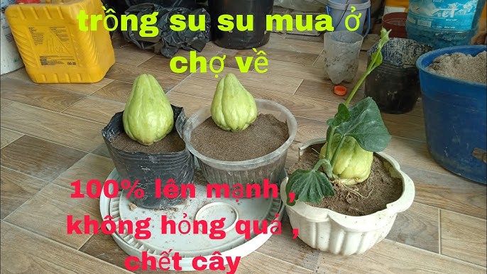 Cách Trồng Cây Su Su Trong Chậu: Hướng Dẫn Chi Tiết Từ A Đến Z