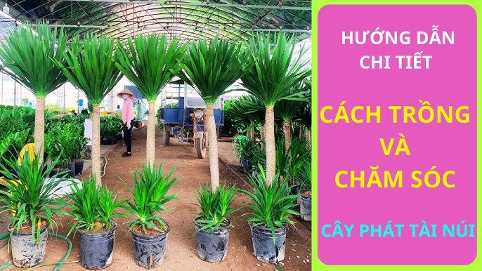 Hướng Dẫn Chi Tiết Về Cách Để Trồng Cây Chuối Khỏe Mạnh Nhất